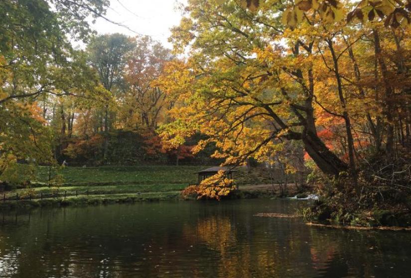 Yellowing leaves colour a tree above a water feature.