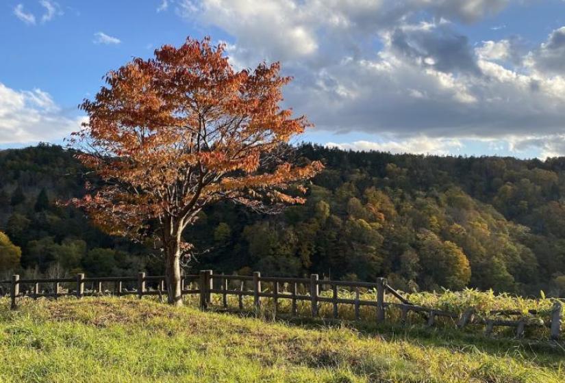 A lone tree with red foliage with a green grass foreground