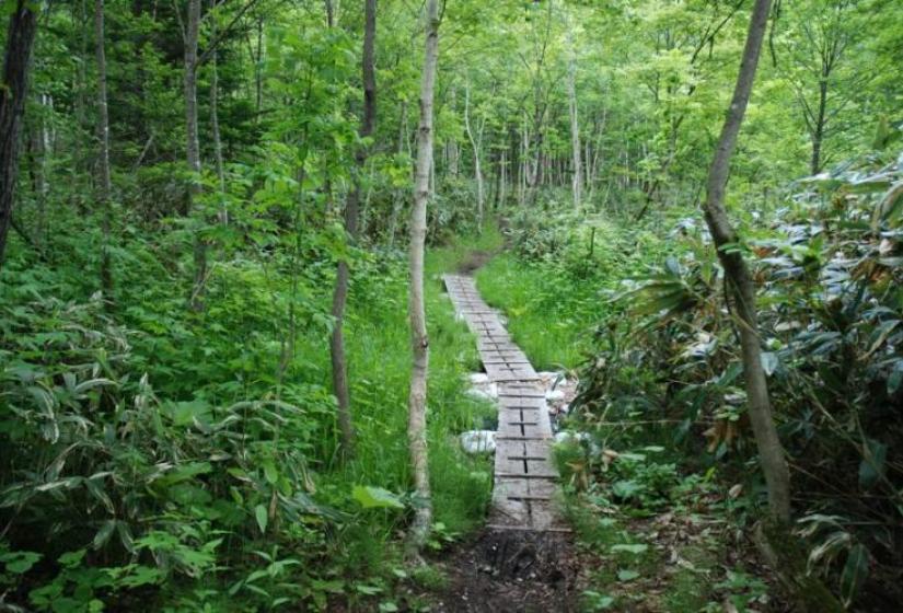 Boardwalks near the Hilton hotel