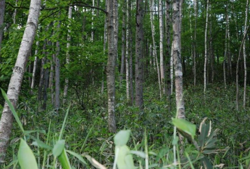 Silver birch trees and sasa bamboo