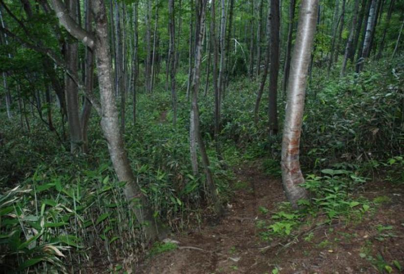 Start of Hirafu hiking course