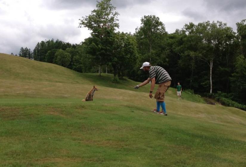 A man offers a fox food