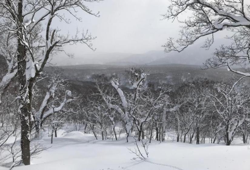 Snow covered tress and vistas