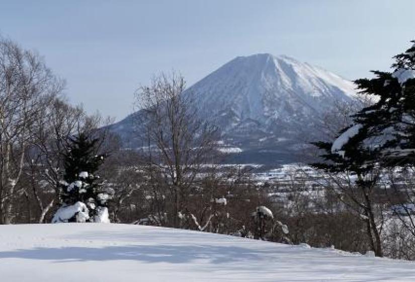 Mout Yotei Mount Yotei with snowy trees in the forground