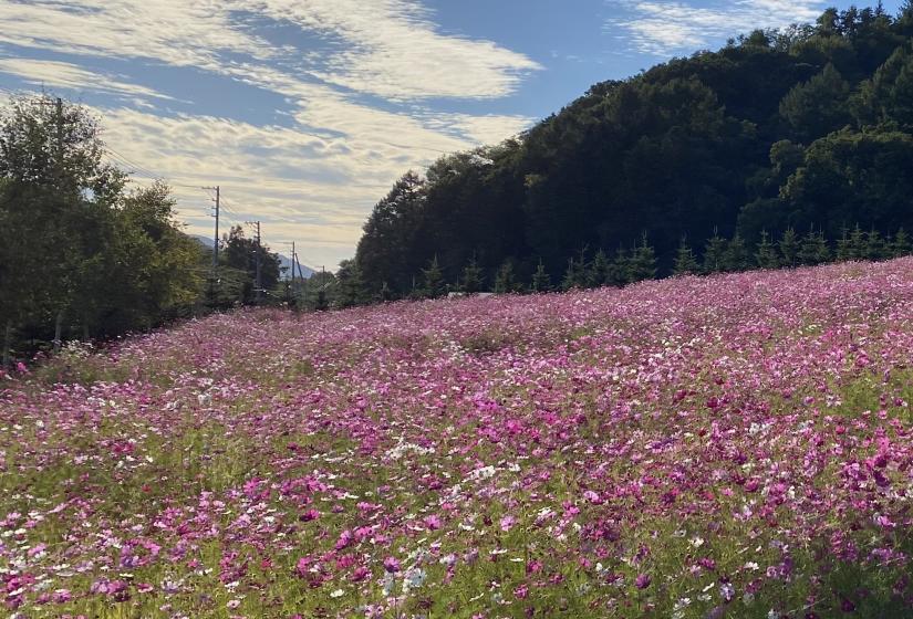 A large field of multi coloured cosmos flowers in bloom.