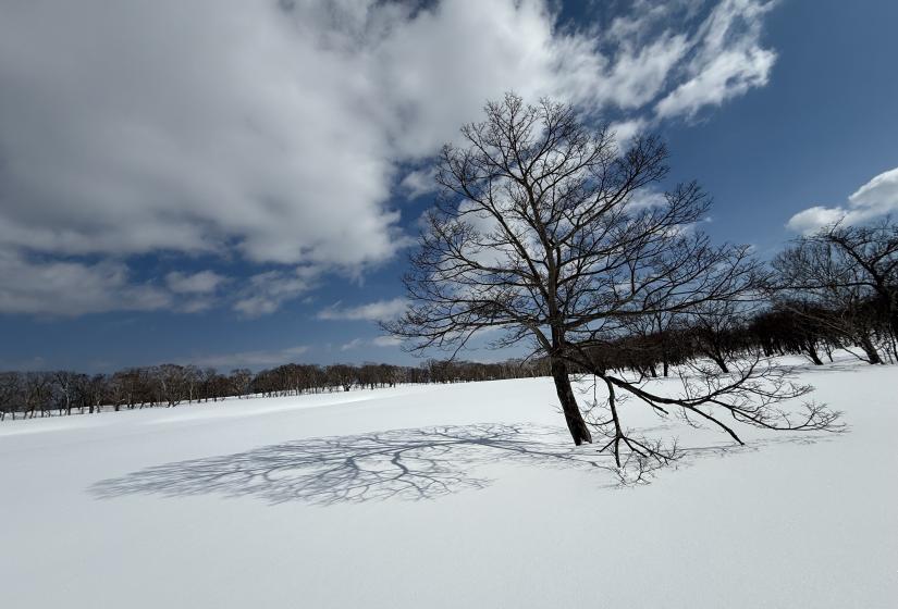 Unbeatable March days with fresh snow and clear skies. A tree and its shadow in the snow